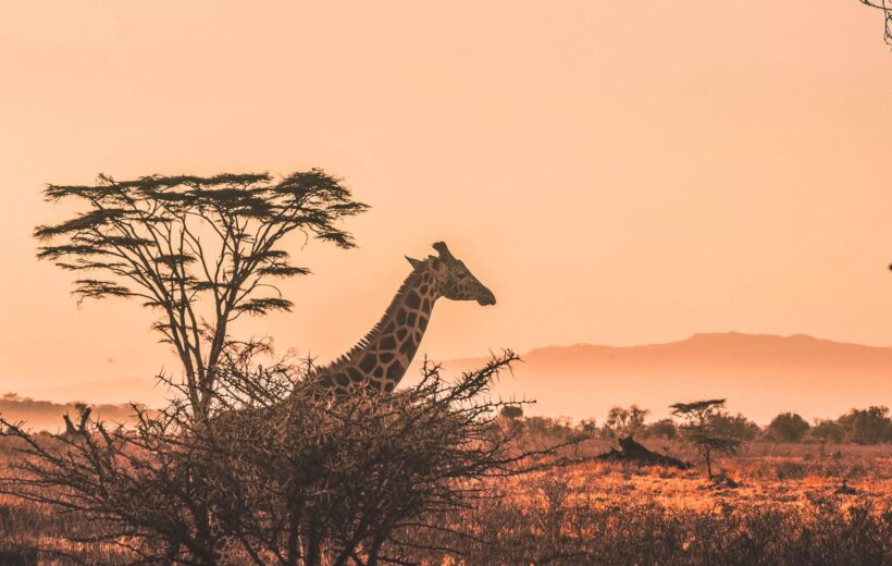 7 days Tanzania Safari