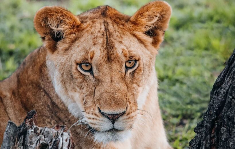 5 Days Tanzania Safari