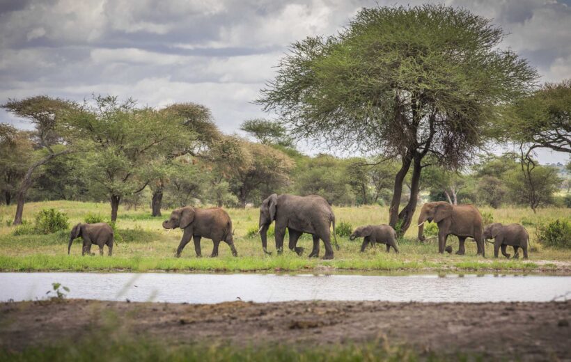 3 Days Tanzania Safari